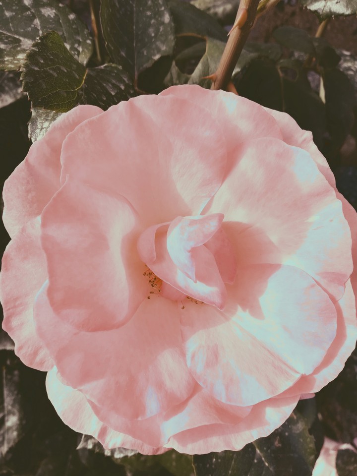 Rosa