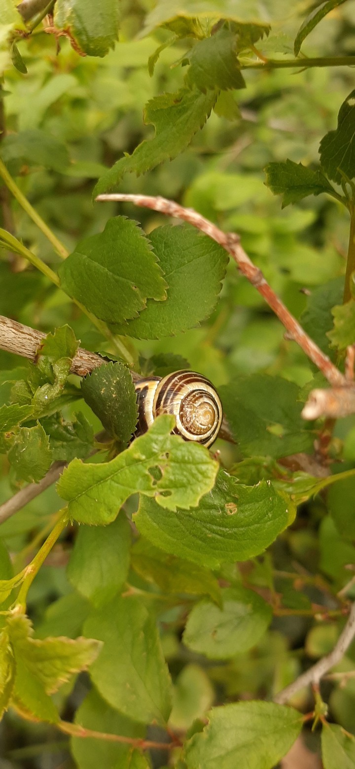 hidden snail