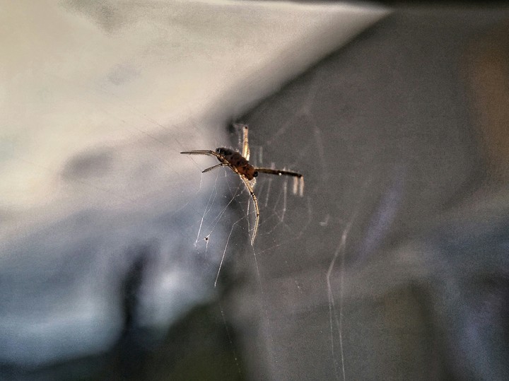 spider
