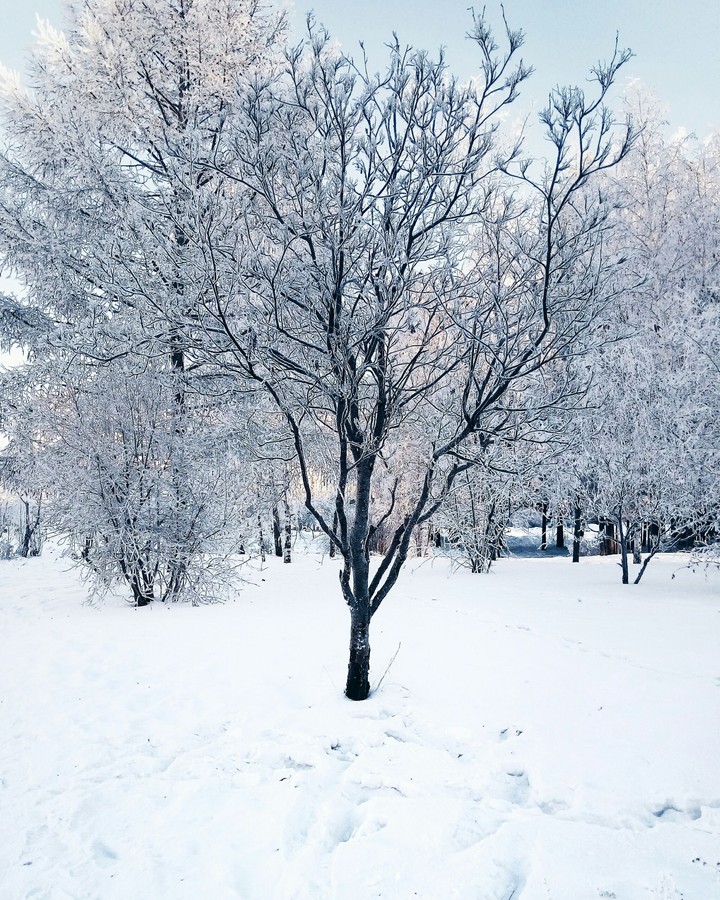 tree
