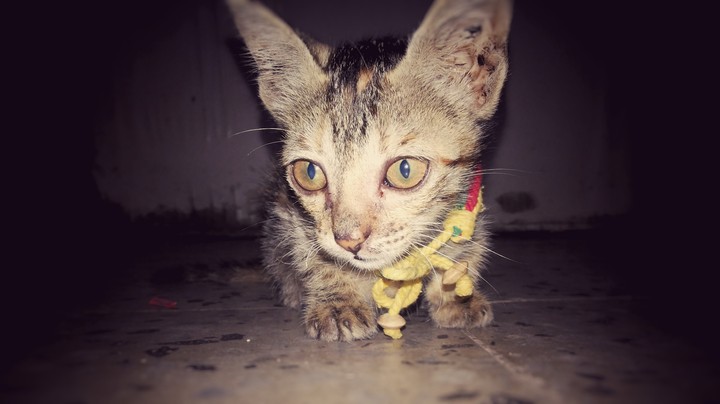 cat