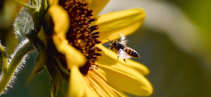 Bees