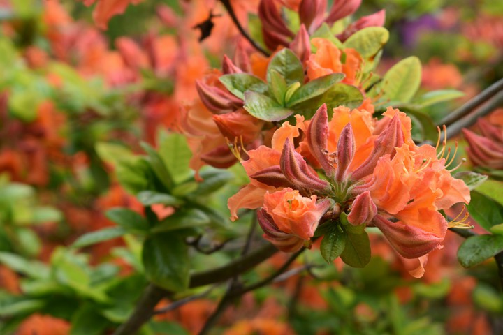 rododendrone