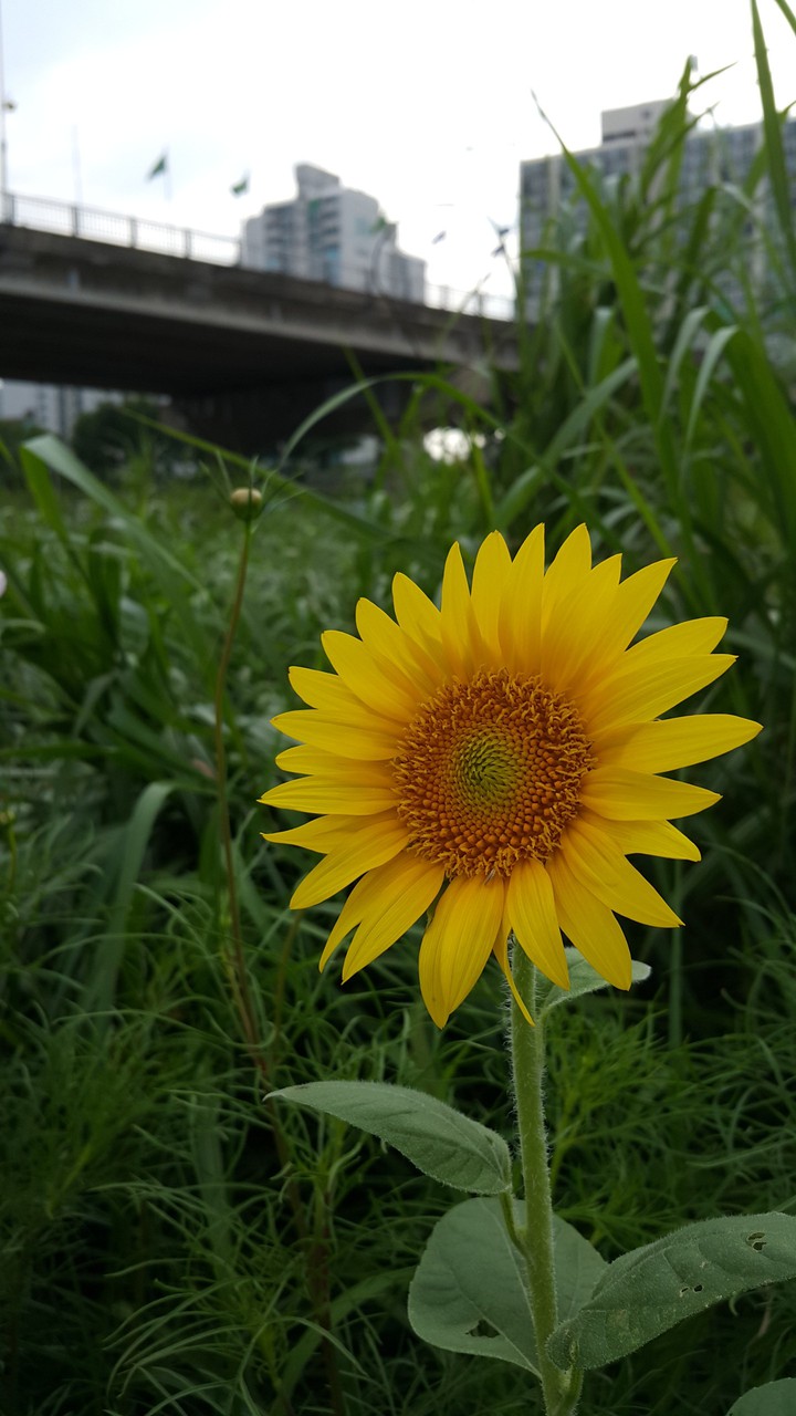 해바라기