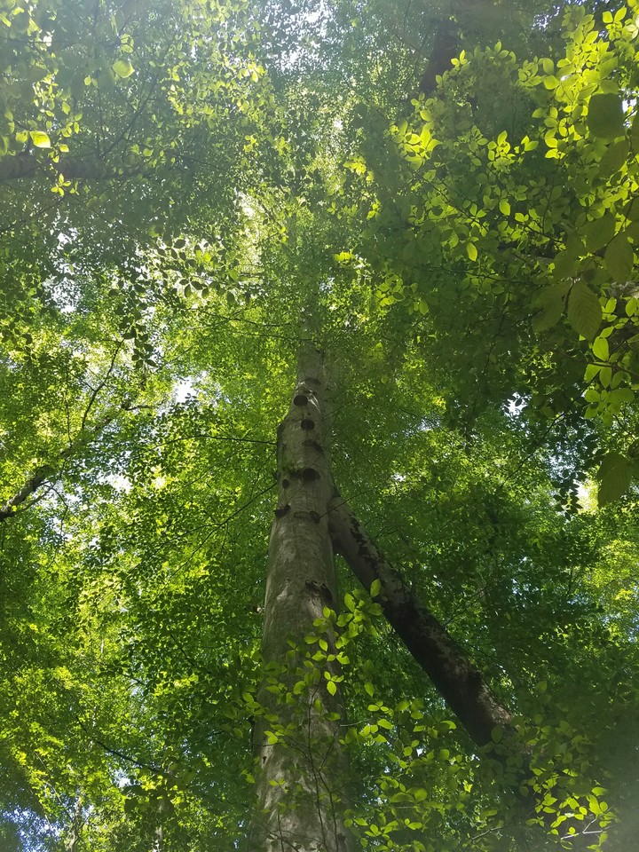 piasagor tree