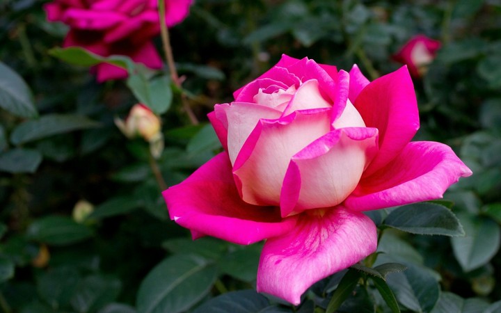 Pink roses