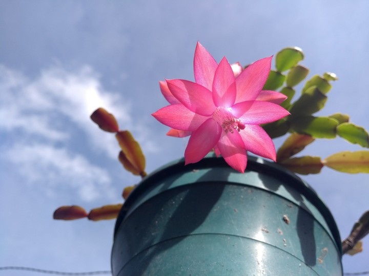 Flor.