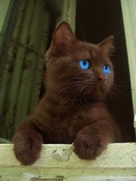 un chat