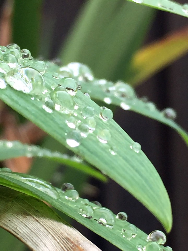 dew with leaf