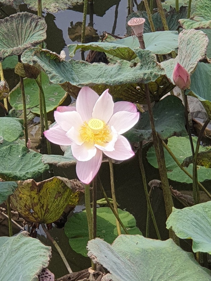 清新
