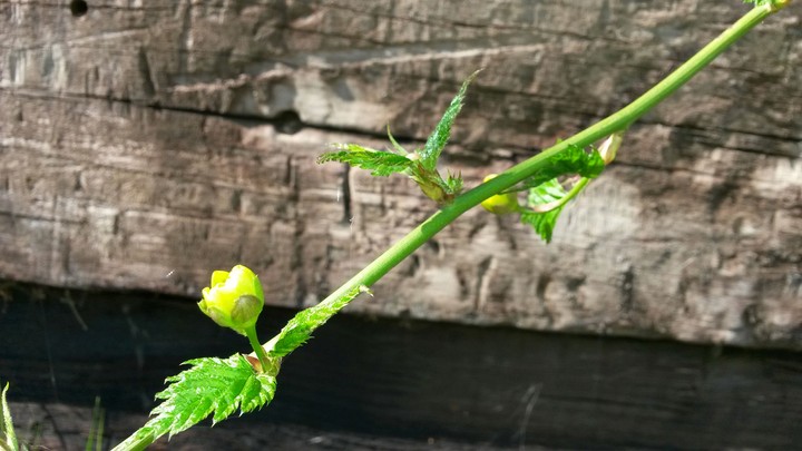spring