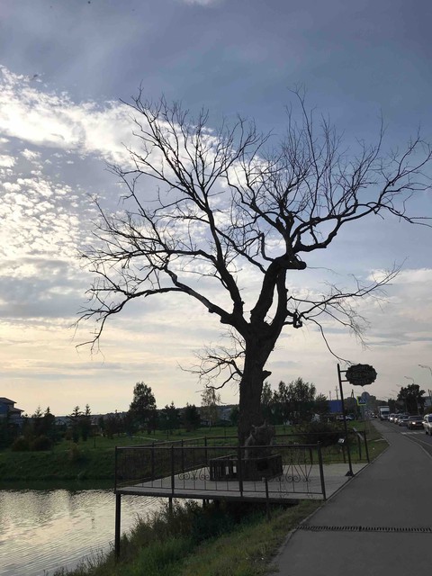 сакуры в Татарстане