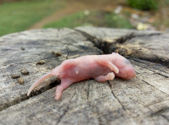 Mouse baby