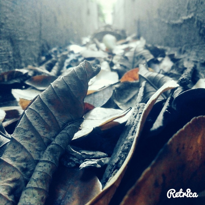 leaves