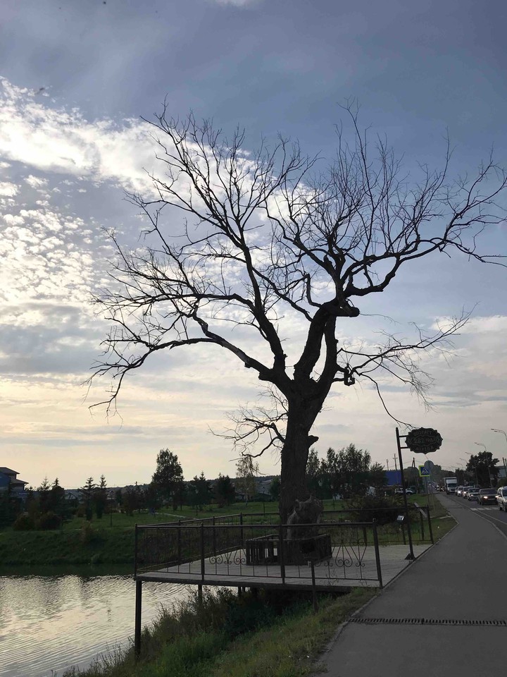 сакуры в Татарстане