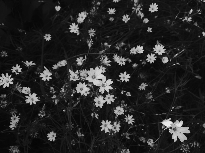 Monochrome flowers