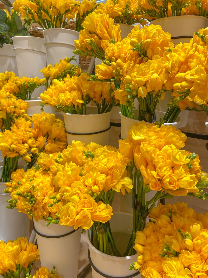 Yellow rose