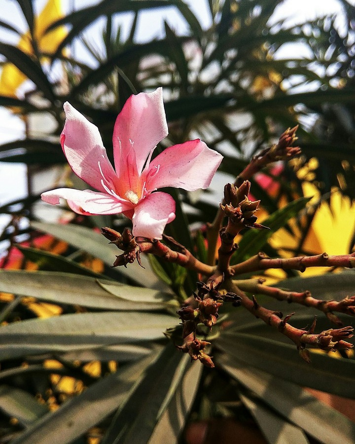 pink love...