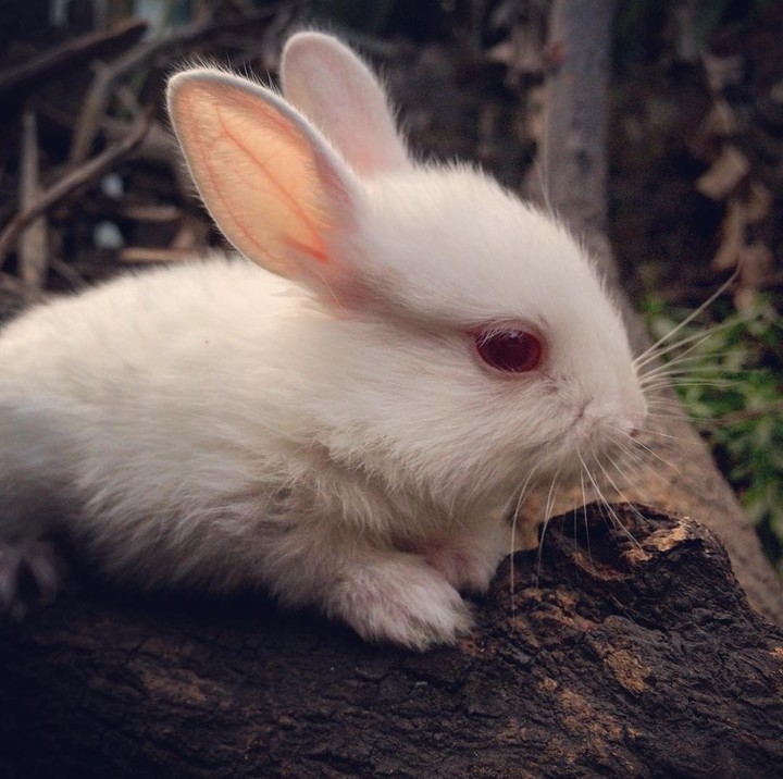 Rabbits