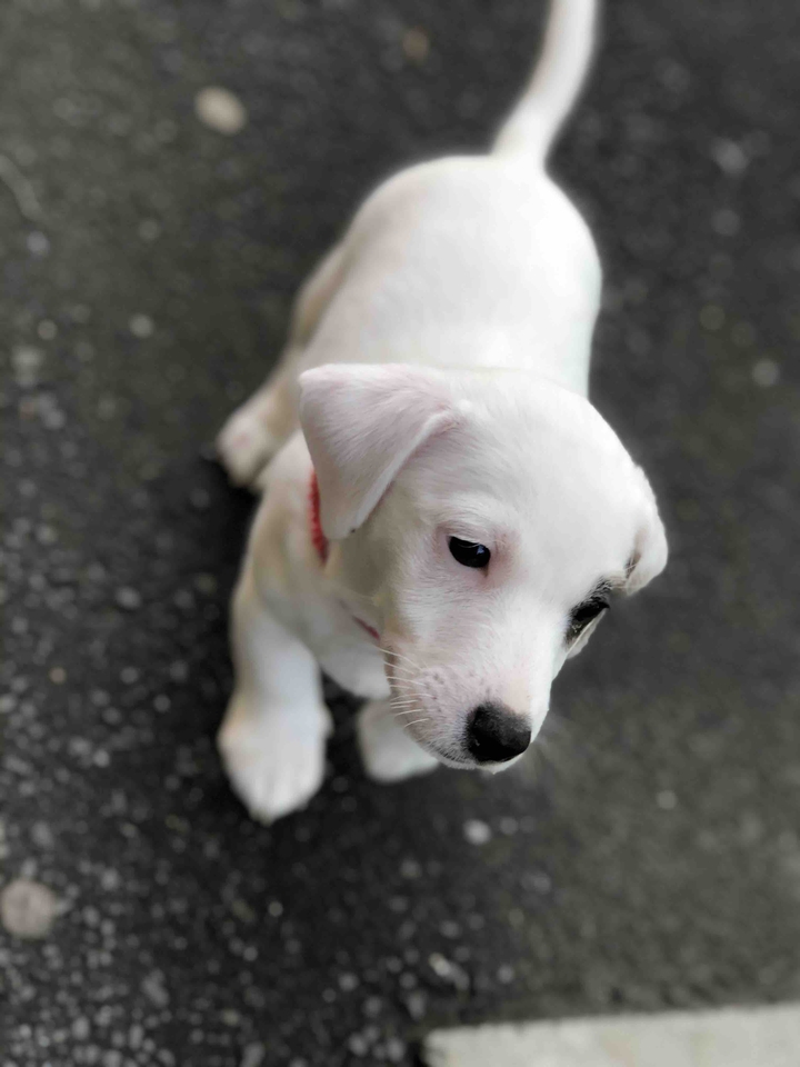 puppy