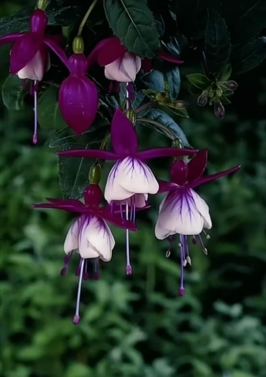 flor