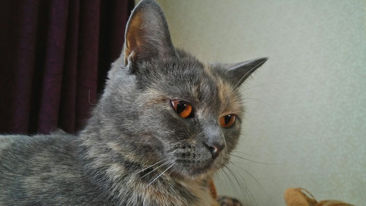 Кошка