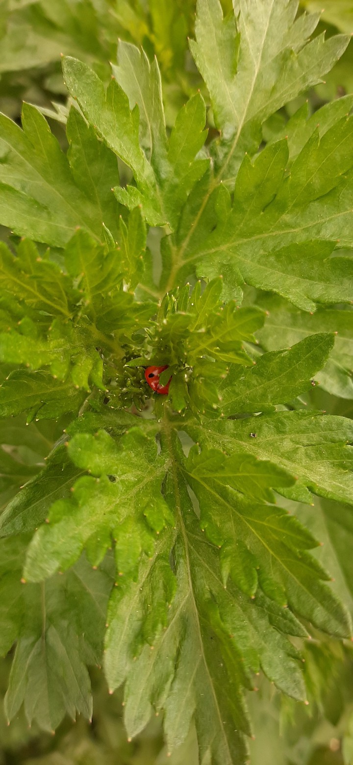 hidden ladybug