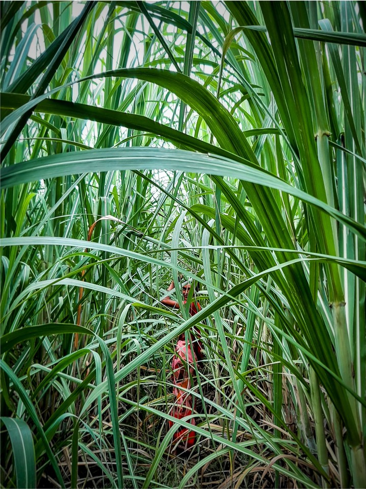 sugarcane