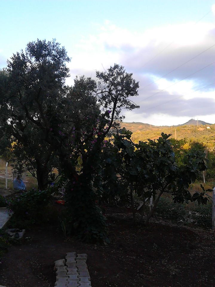 trees