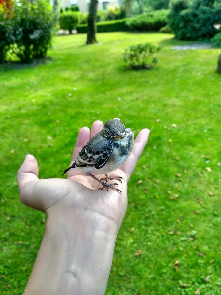 Little bird (no filters)