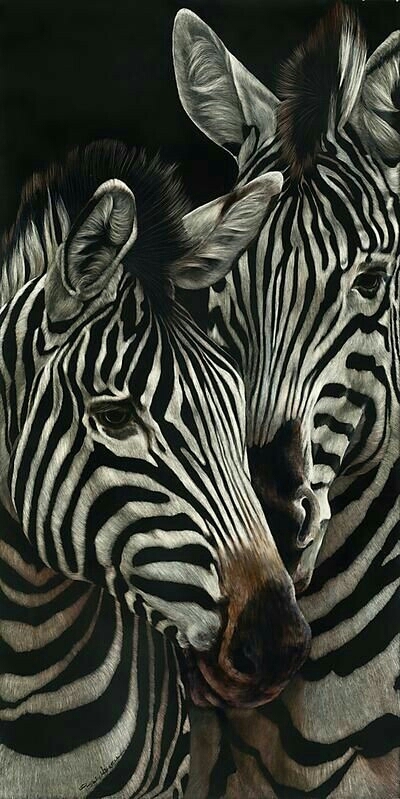 zebra