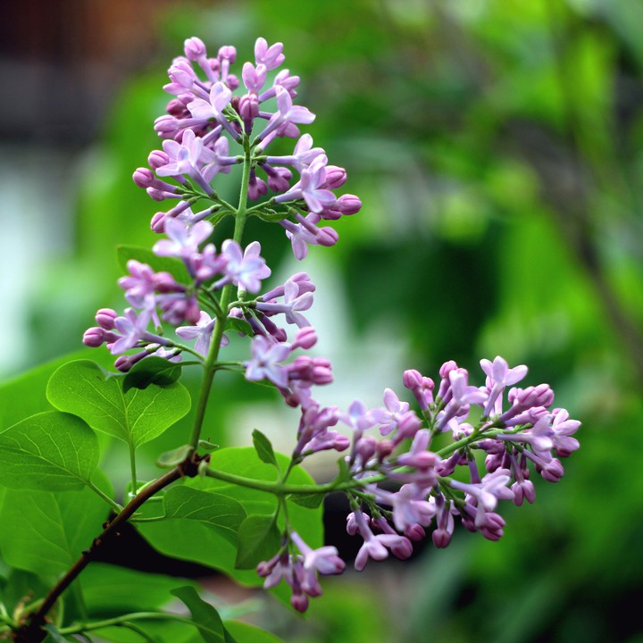 Lilac