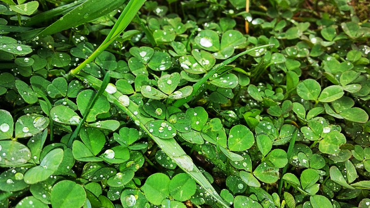 drops of water