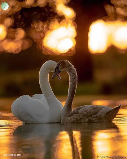love ❤️