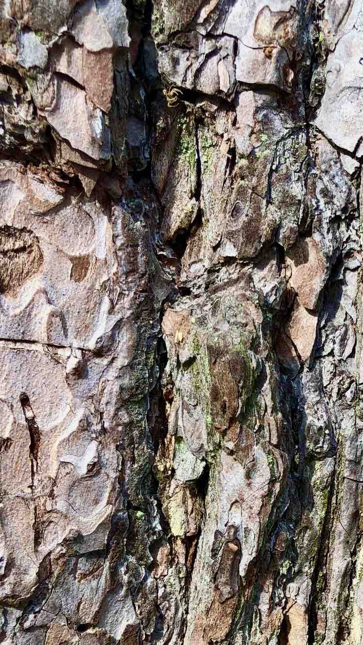 Tree bark