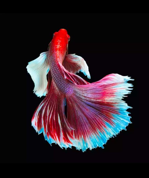 Betta_fish
