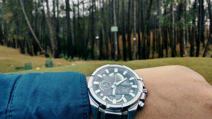 forest within watch