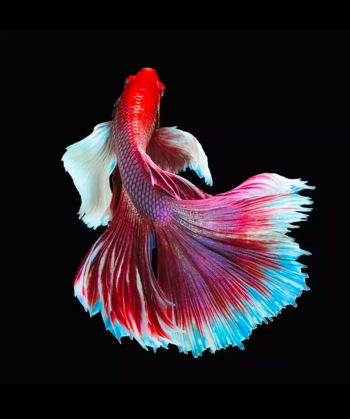 Betta_fish