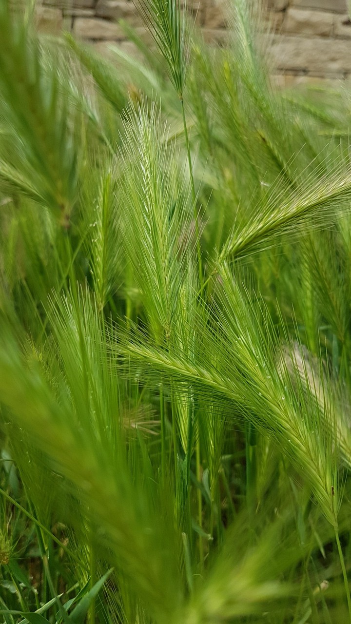 Geeen grasses