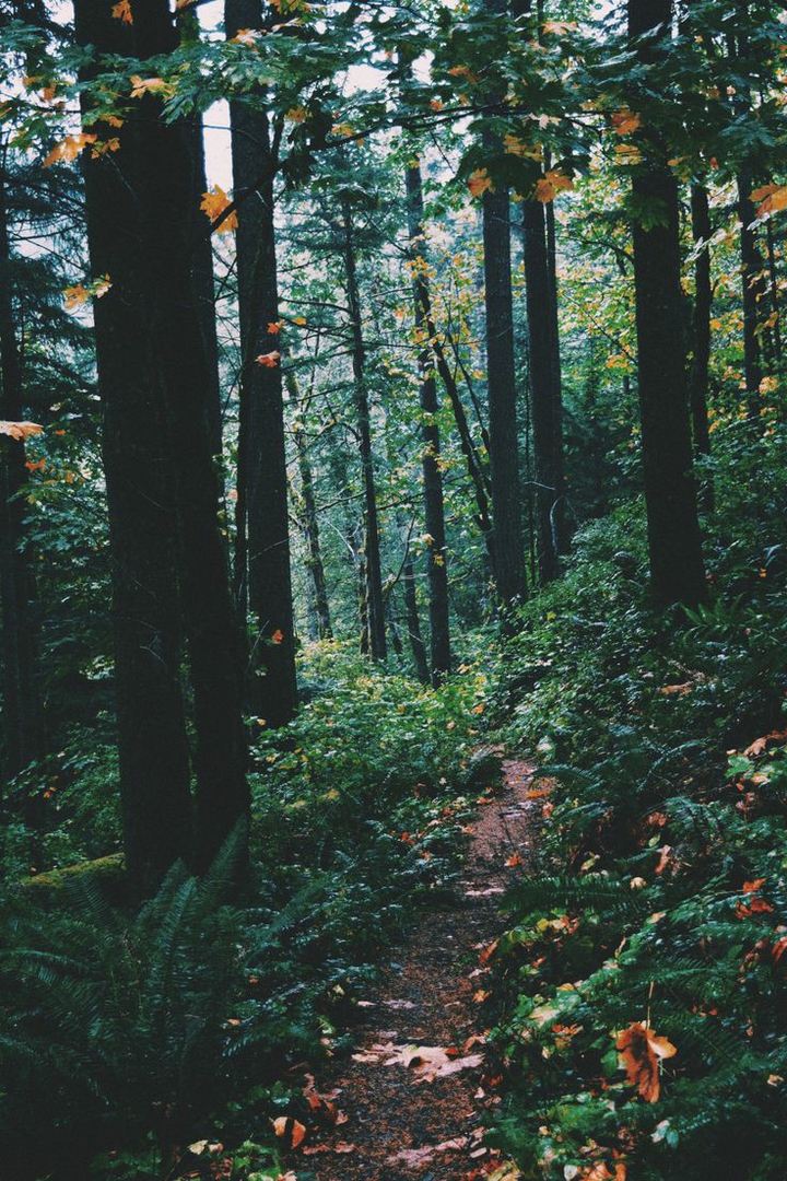 #forest