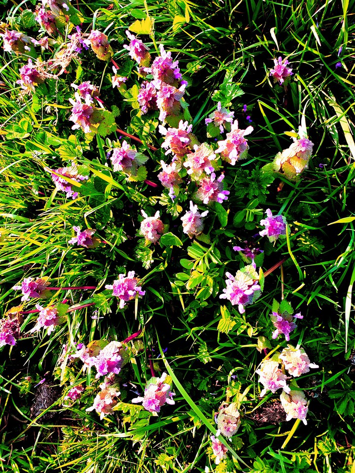 fleurs