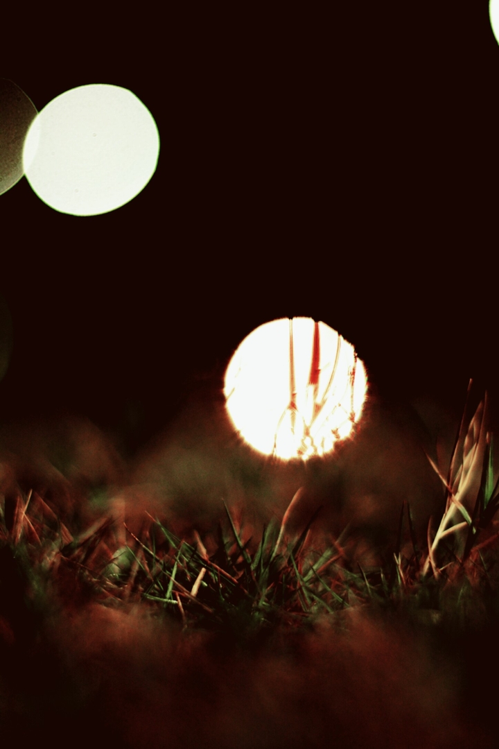 a fogggy grass.........