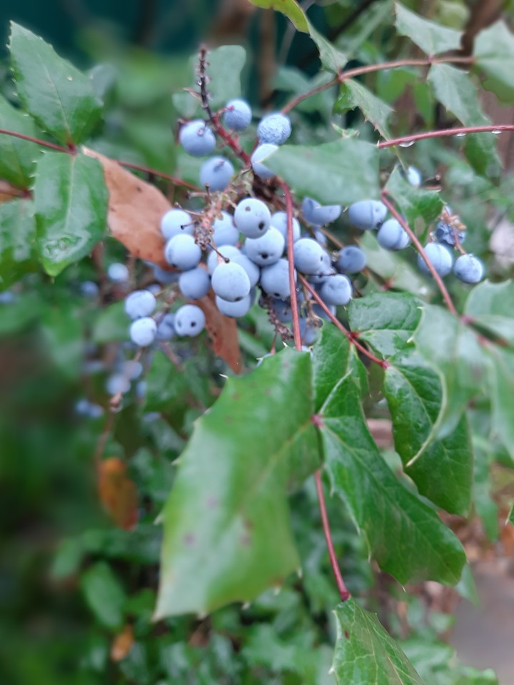 Berries
