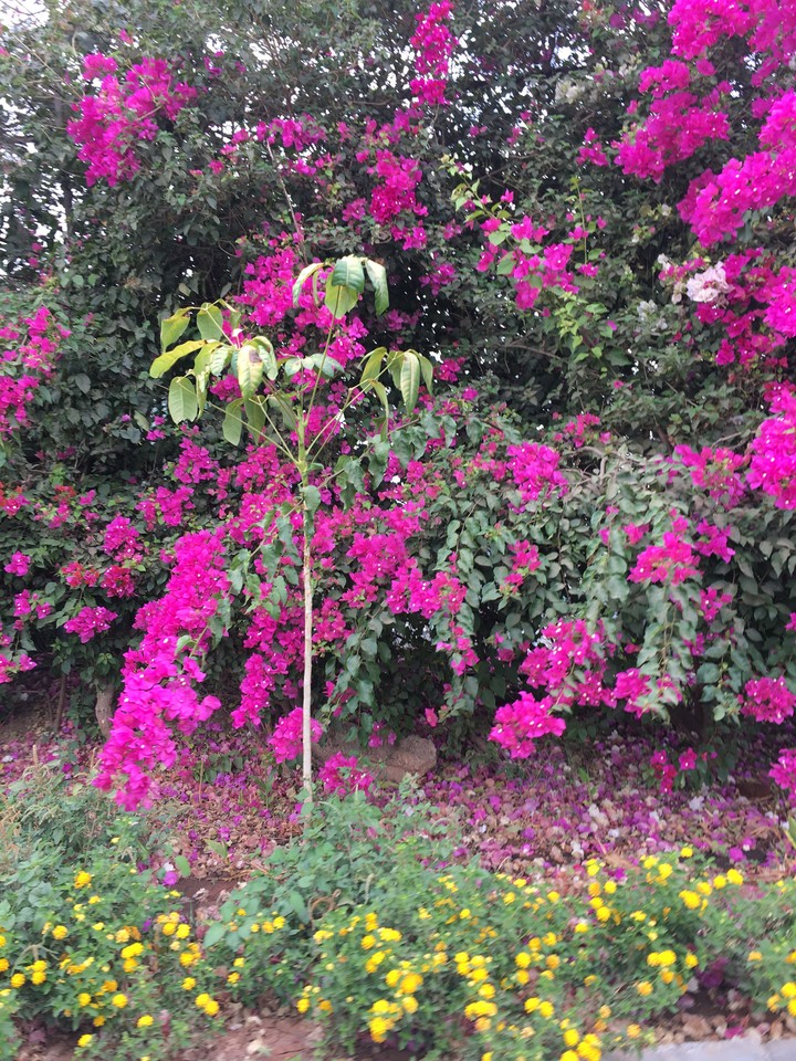 Botanical garden
