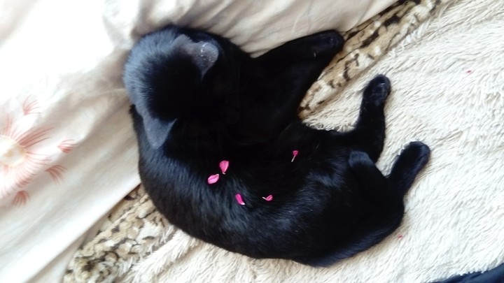 cat and flower