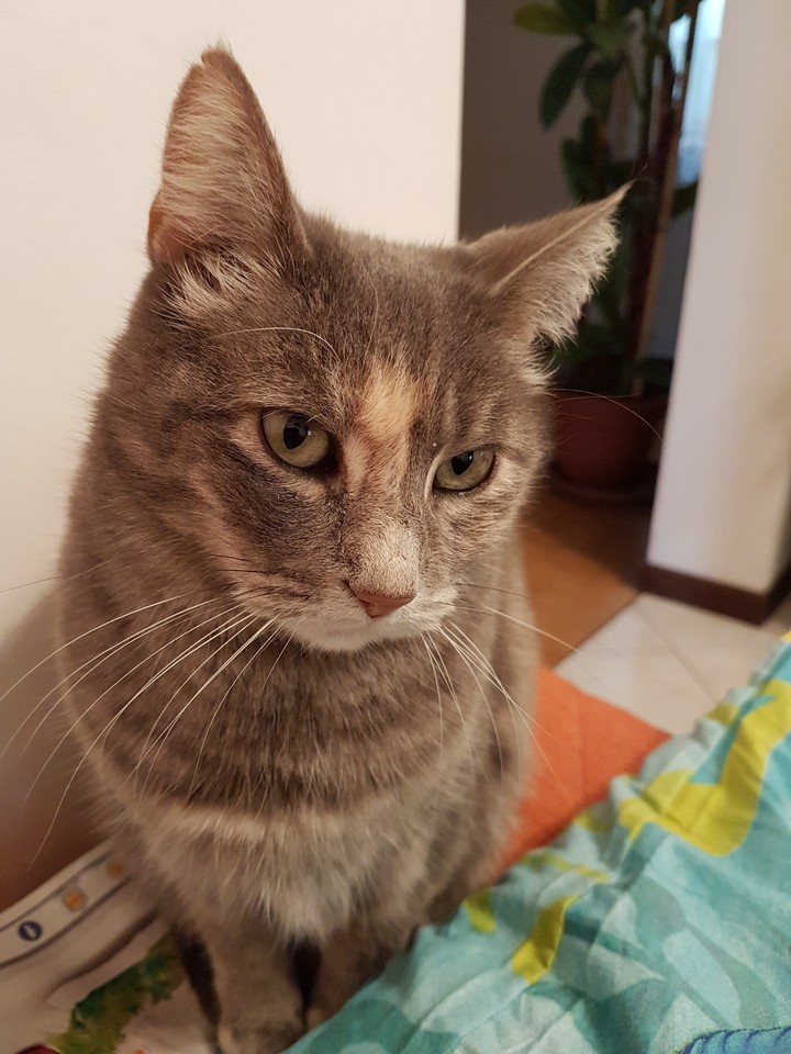 nellina