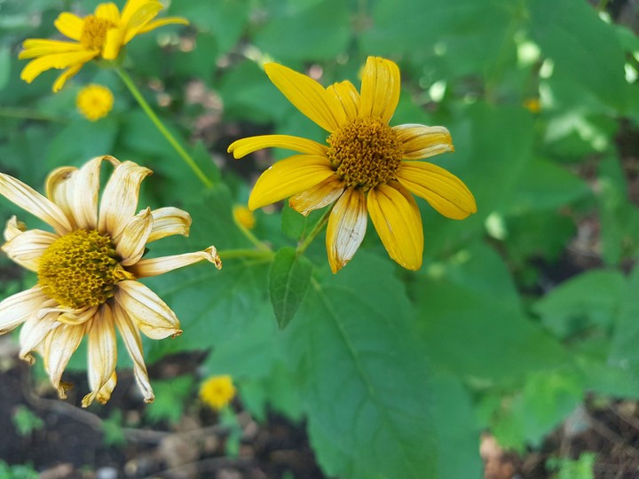 Yellow flowers