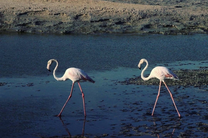 Flamingo