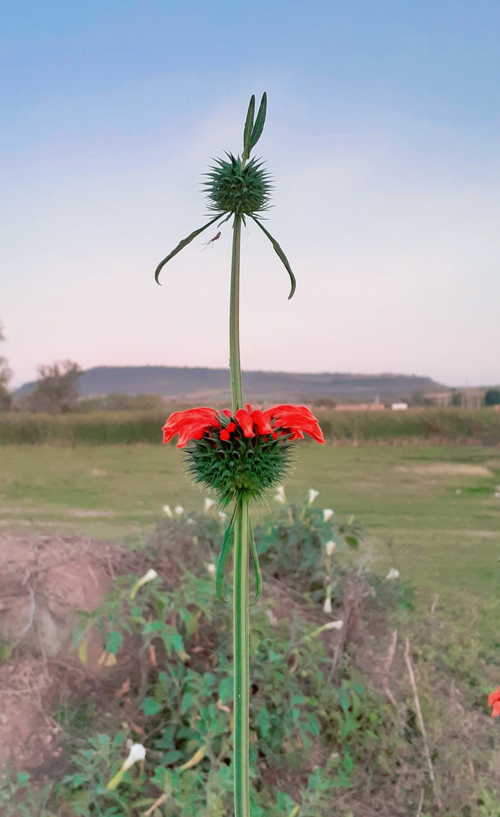 flor
