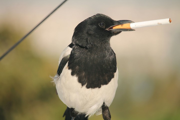 cigarette and bird